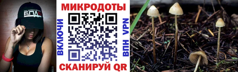 Псилоцибиновые грибы Psilocybe  Тулун 